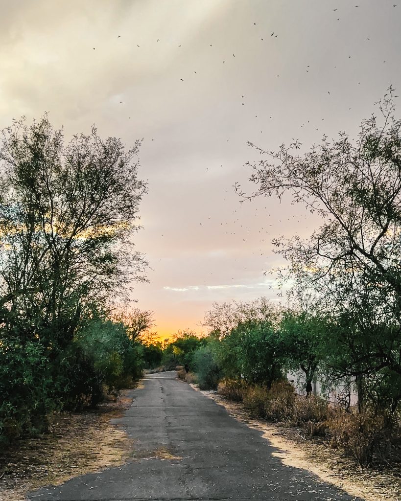 Where to go bat watching in Phoenix The Phoenix Bat Cave Arizona