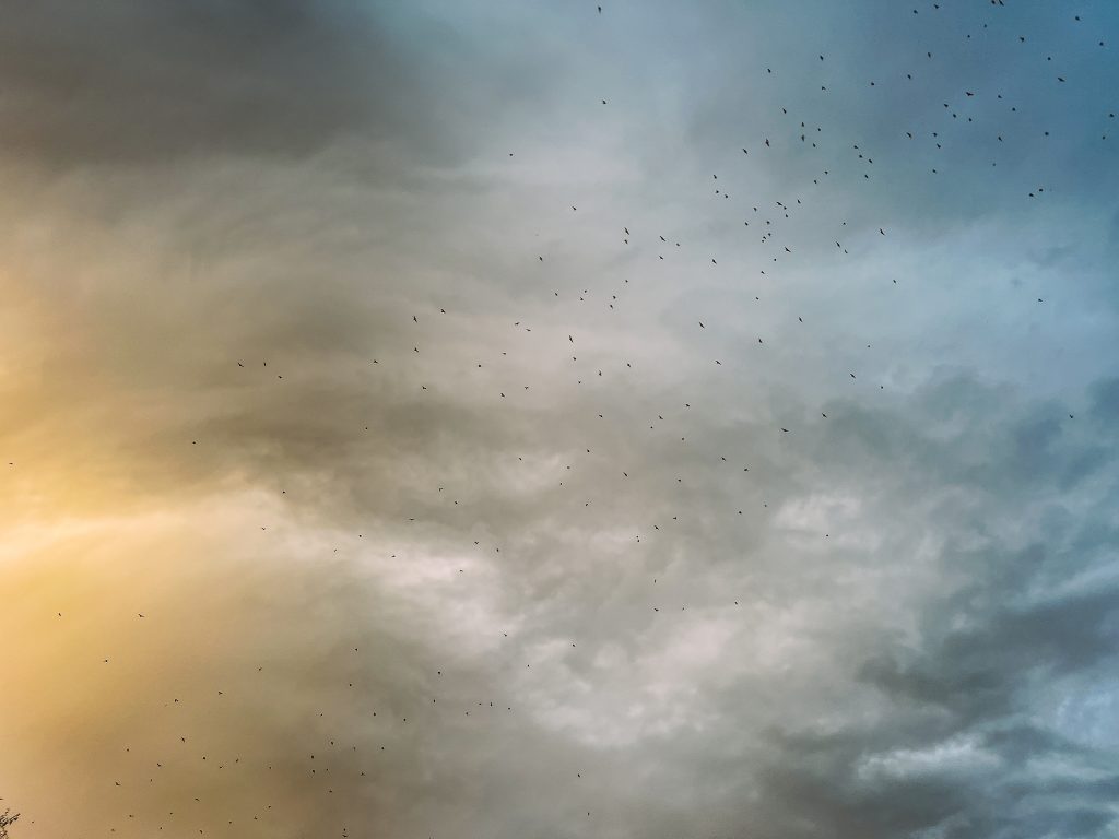 Where to go bat watching in Phoenix The Phoenix Bat Cave Arizona