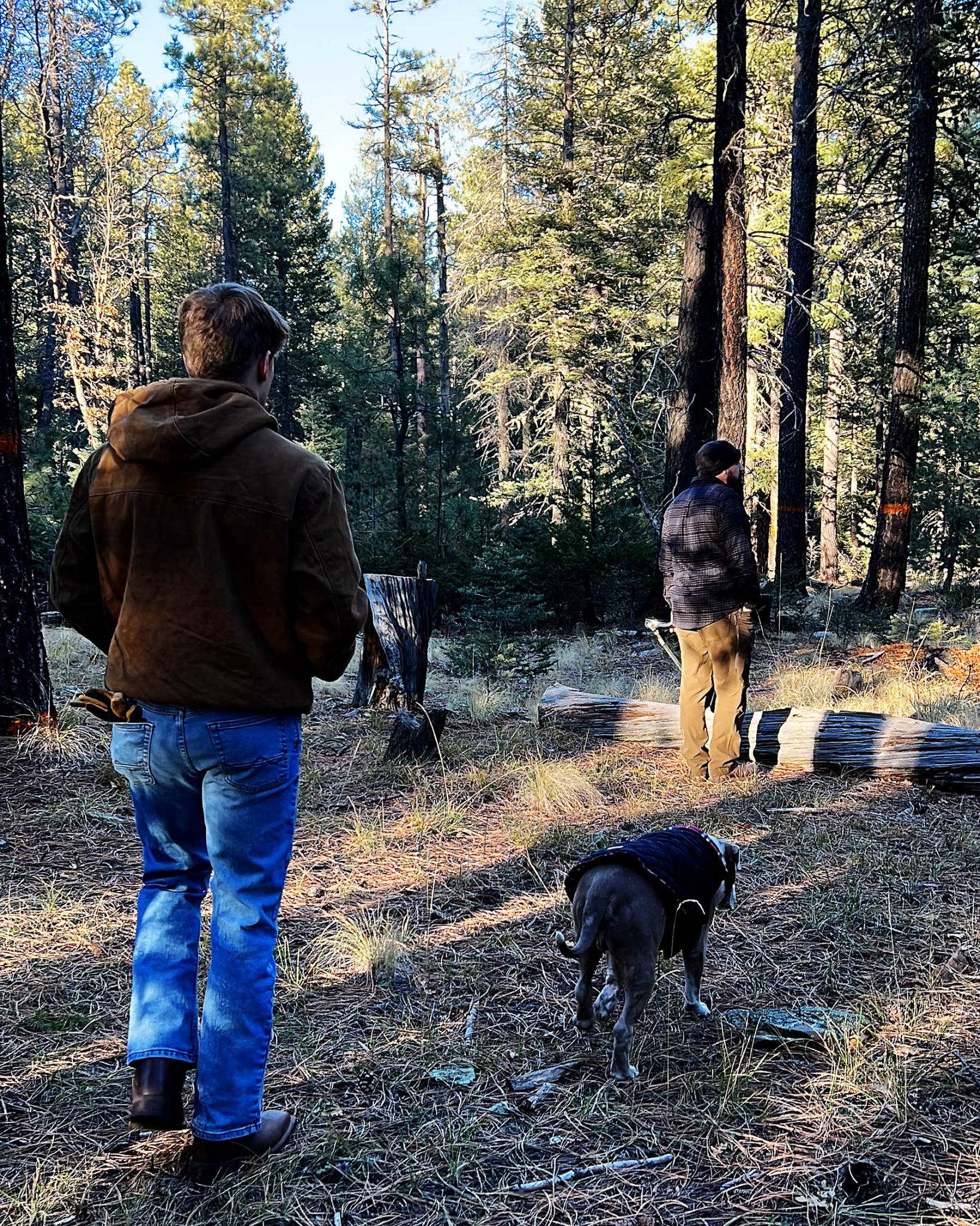 Cutting Down Your Own Christmas Tree in Arizona Arizona Travel Ideas