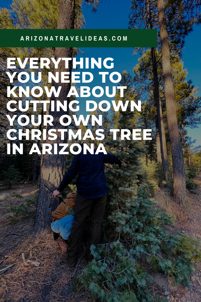 Image with text overlay saying "everything you need to know about cutting down a Christmas tree in Arizona"
